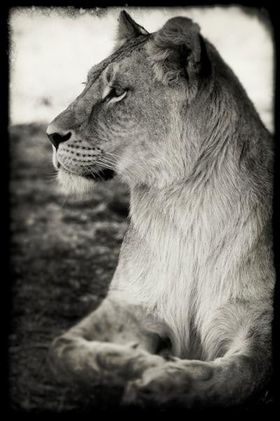 Christopher Rimmer 'Young Lioness Near Halali - Namibia UnFramed ' - C type photograph
