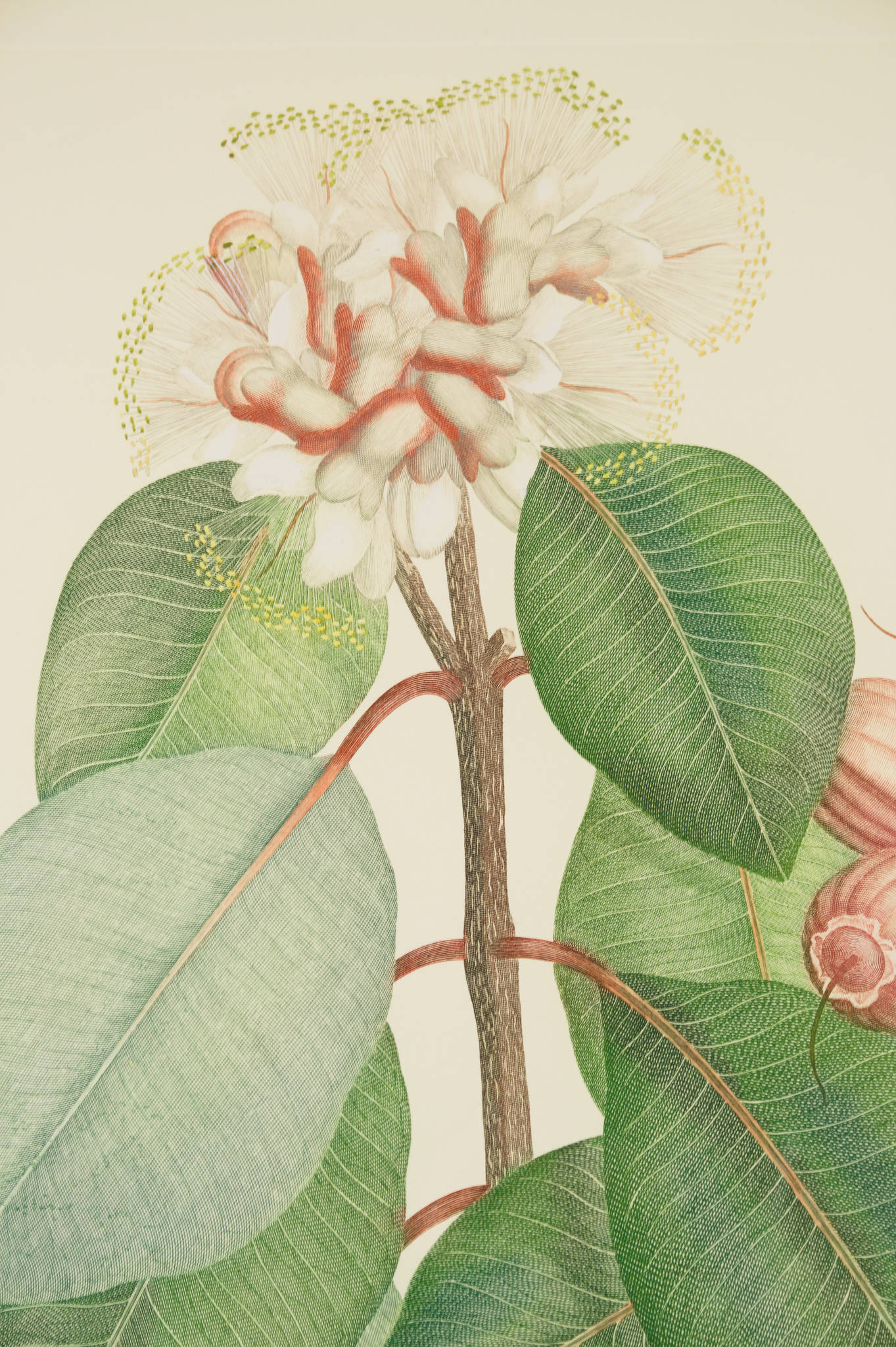 Joseph Banks 'Florilegium Syzygium Suborbiculare (Bentham) Eugenia Cymosa- Plate 125'