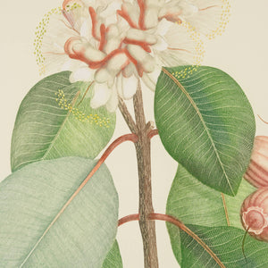 Joseph Banks 'Florilegium Syzygium Suborbiculare (Bentham) Eugenia Cymosa- Plate 125'