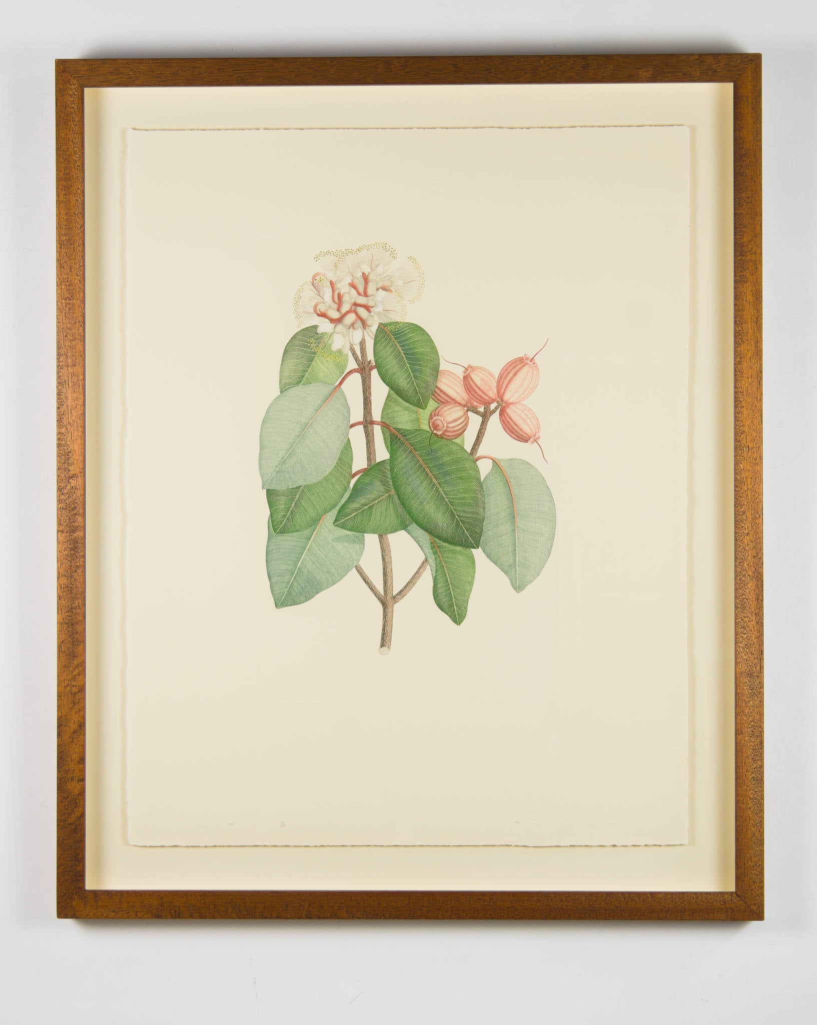 Joseph Banks 'Florilegium Syzygium Suborbiculare (Bentham) Eugenia Cymosa- Plate 125'