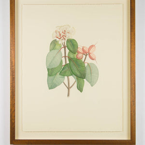 Joseph Banks 'Florilegium Syzygium Suborbiculare (Bentham) Eugenia Cymosa- Plate 125'