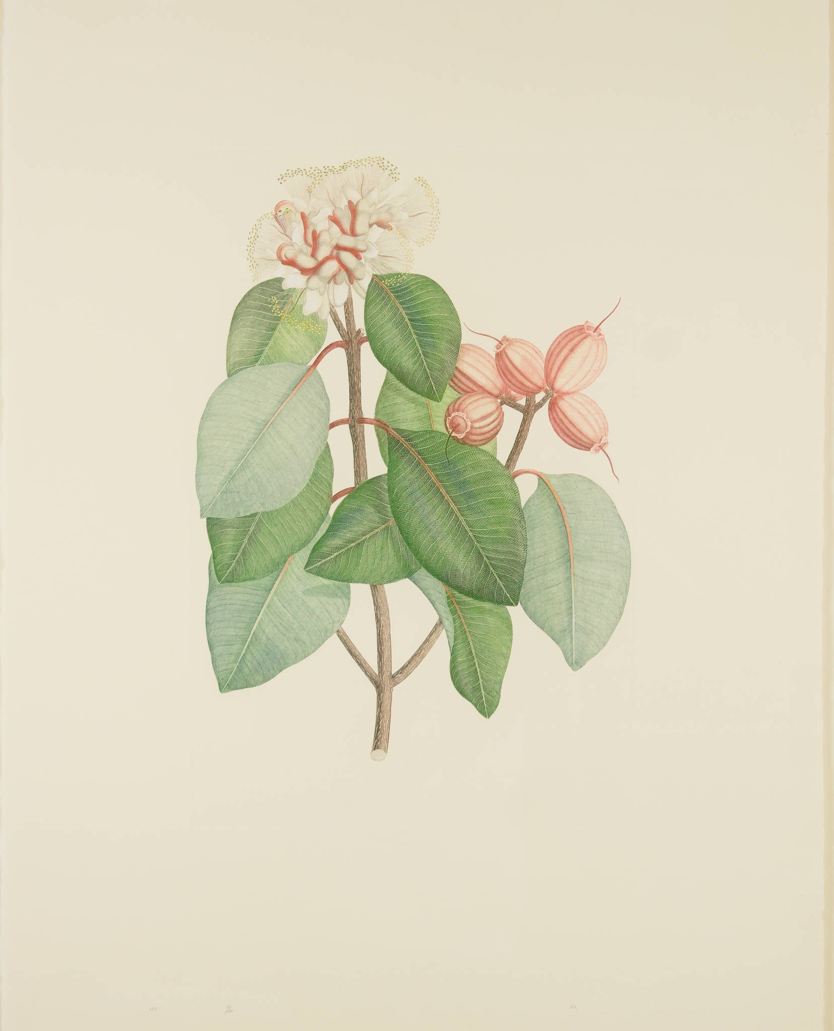 Joseph Banks 'Florilegium Syzygium Suborbiculare (Bentham) Eugenia Cymosa- Plate 125'