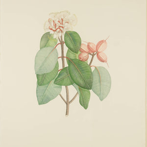 Joseph Banks 'Florilegium Syzygium Suborbiculare (Bentham) Eugenia Cymosa- Plate 125'