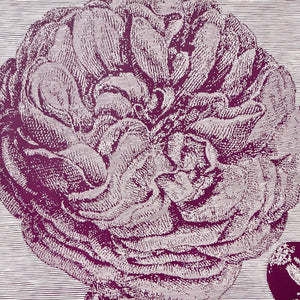 Violeta Capovska 'Heart Corolla'