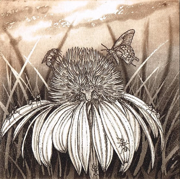 Hannah Caprice 'Echidnacea'