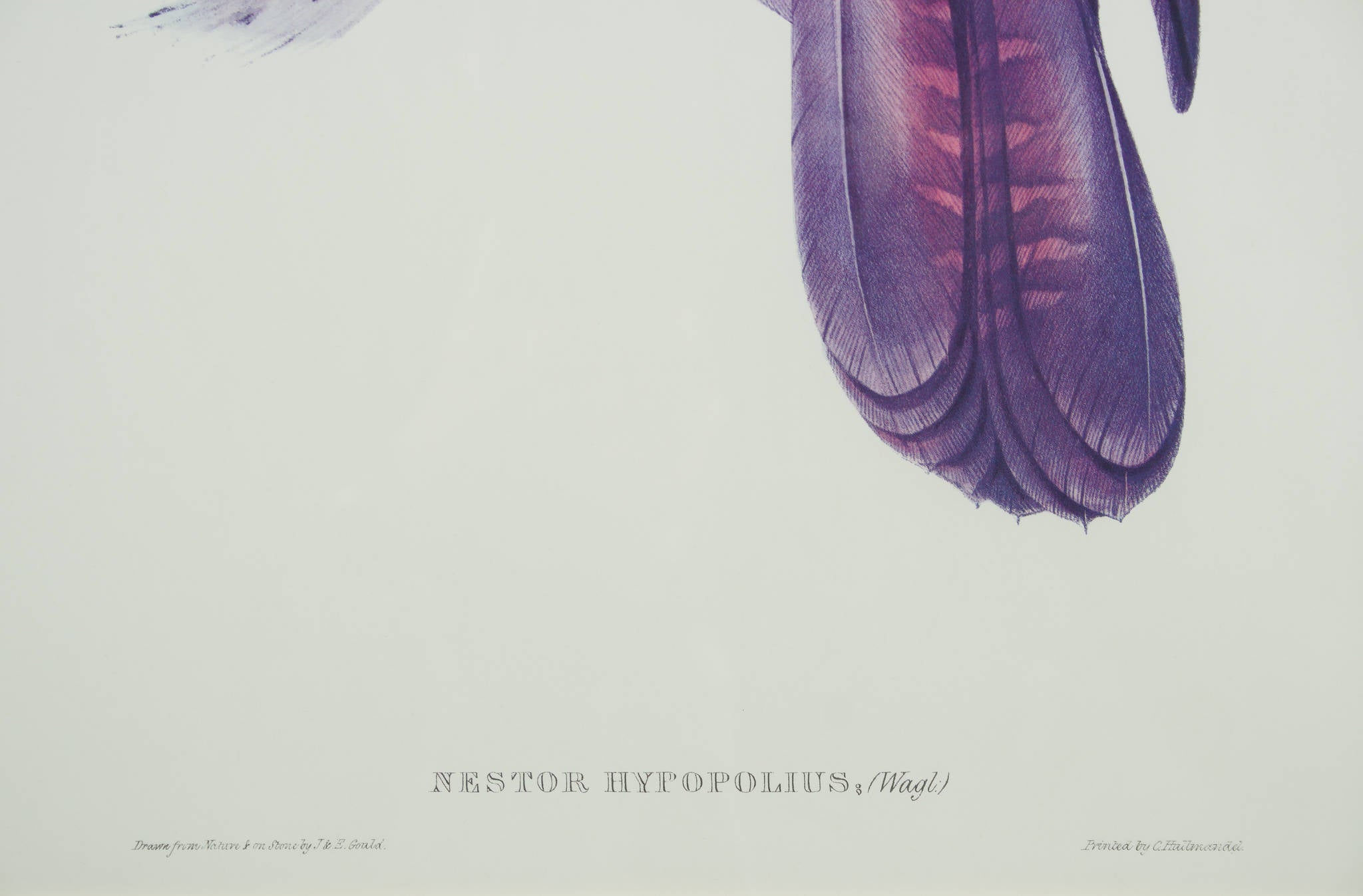 John Gould 'Nestor Hypopolius'