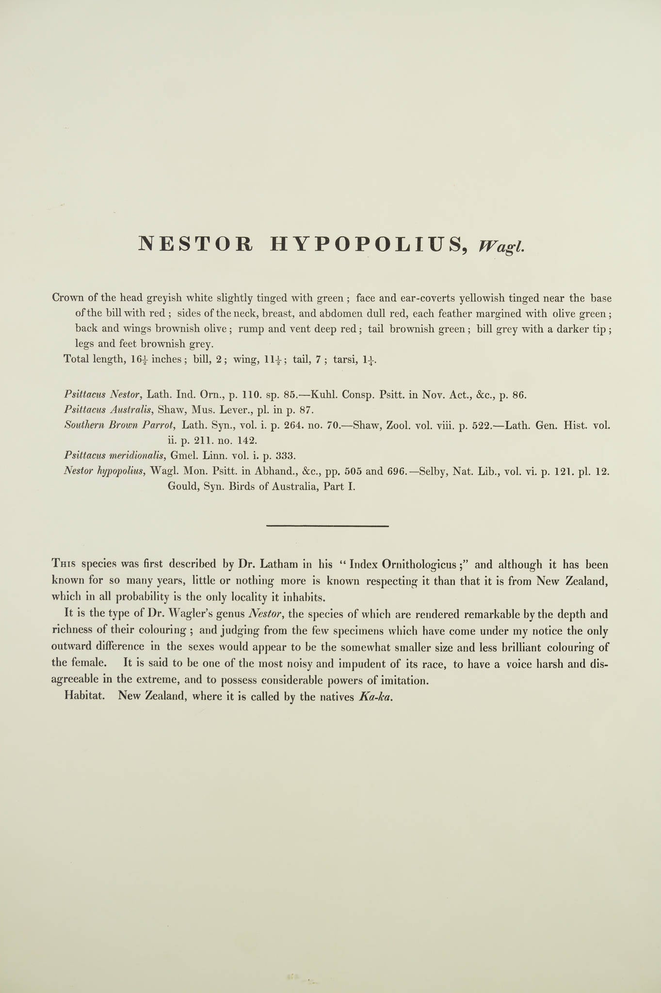 John Gould 'Nestor Hypopolius'