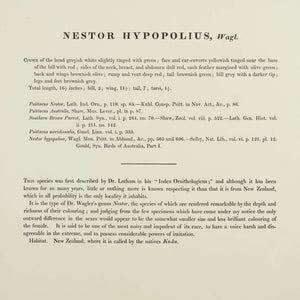 John Gould 'Nestor Hypopolius'