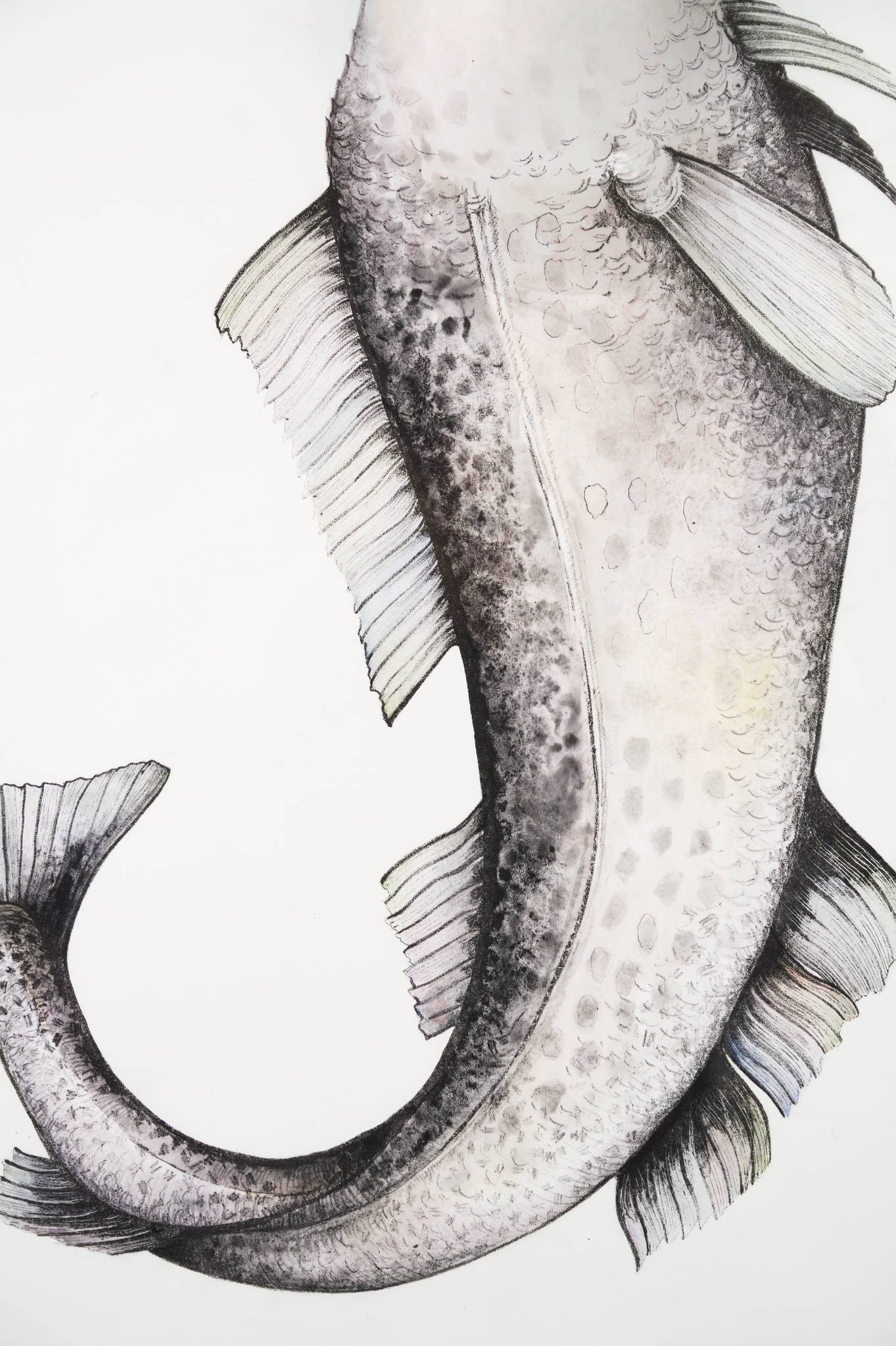 Nicola Hooper 'Merbaby'