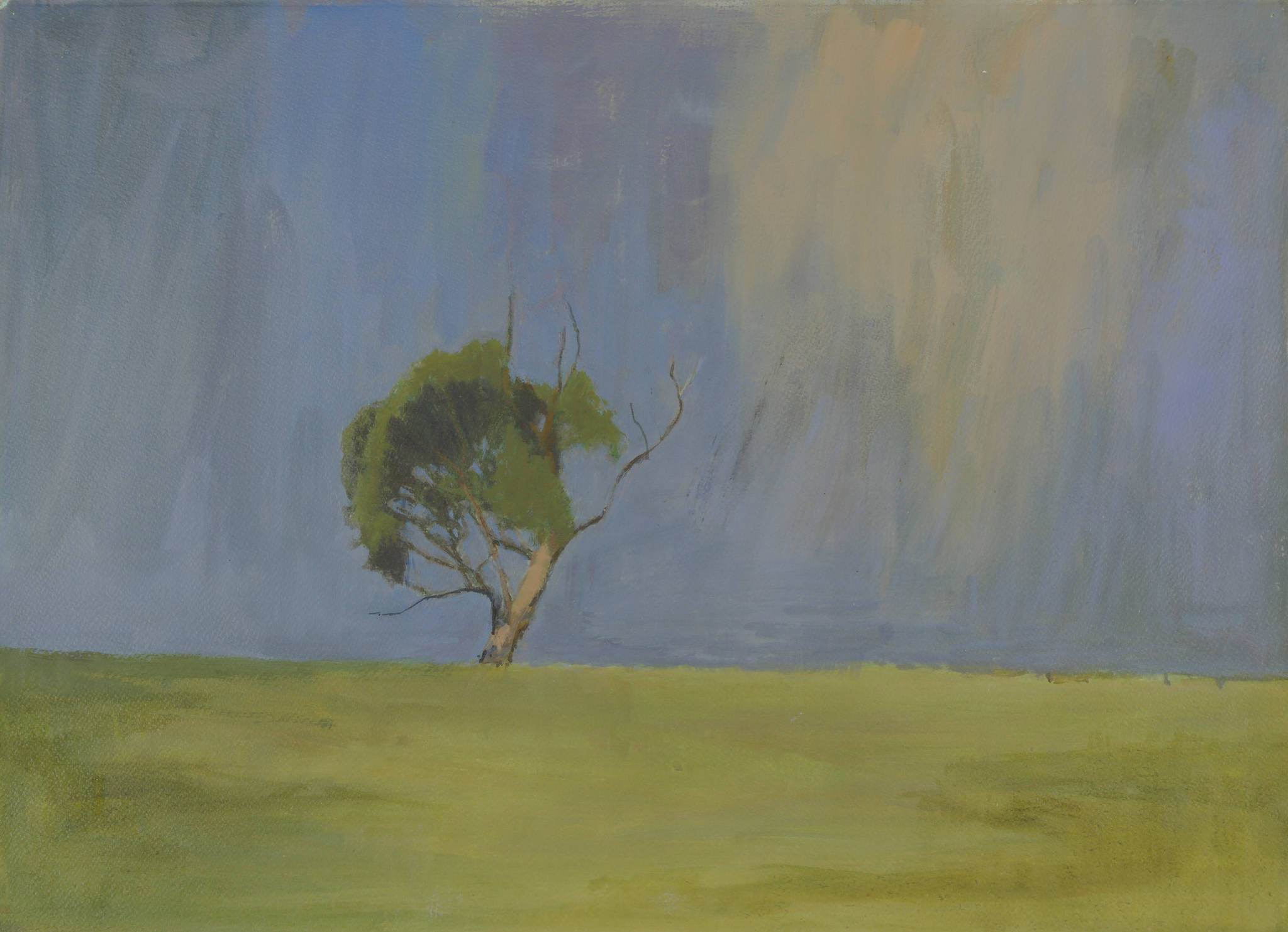 Jason Jones 'Box Tree above Bullarook Creek Central Highlands'