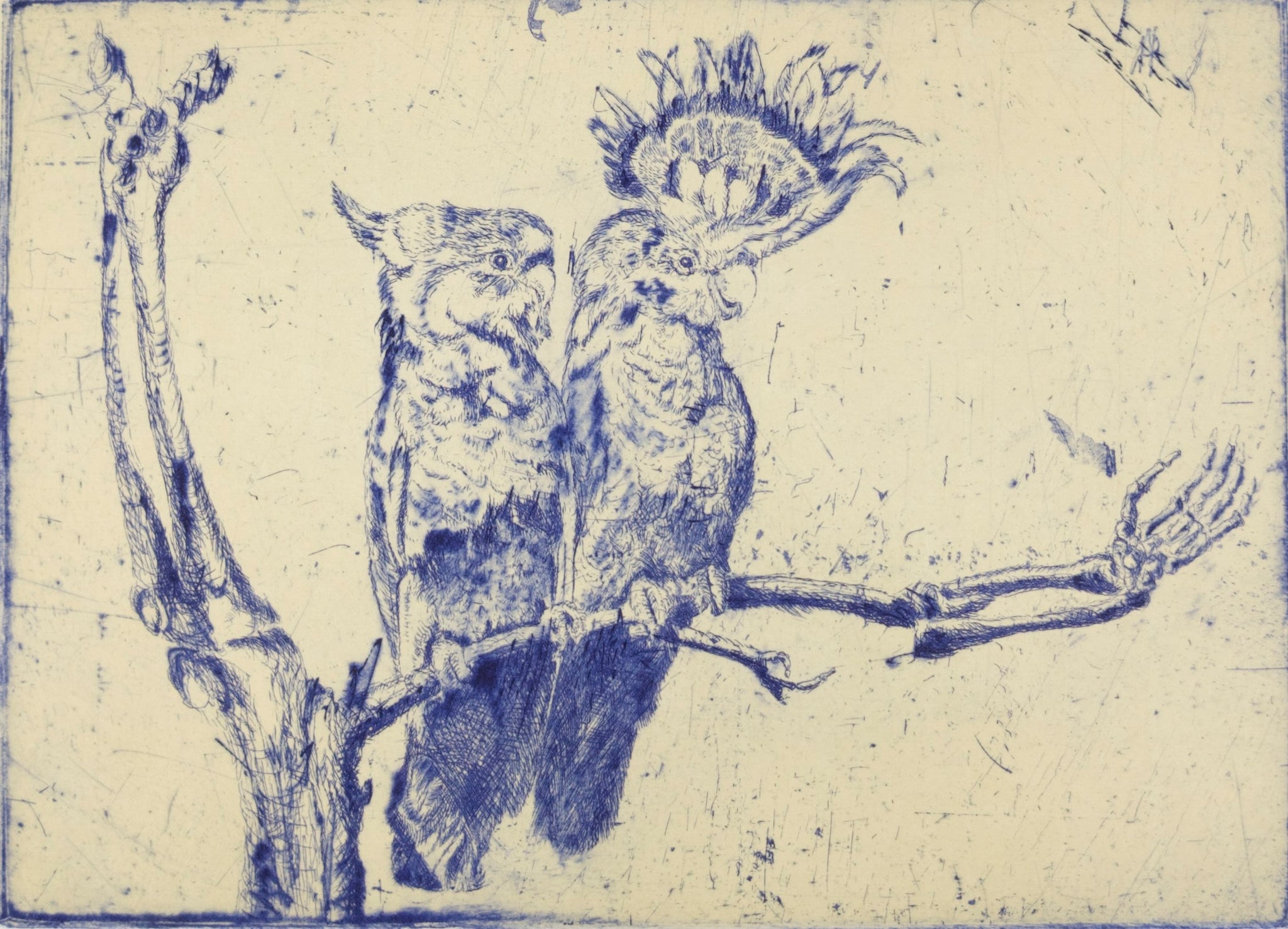 Martin King 'false ornithology II major mitchell indigo'
