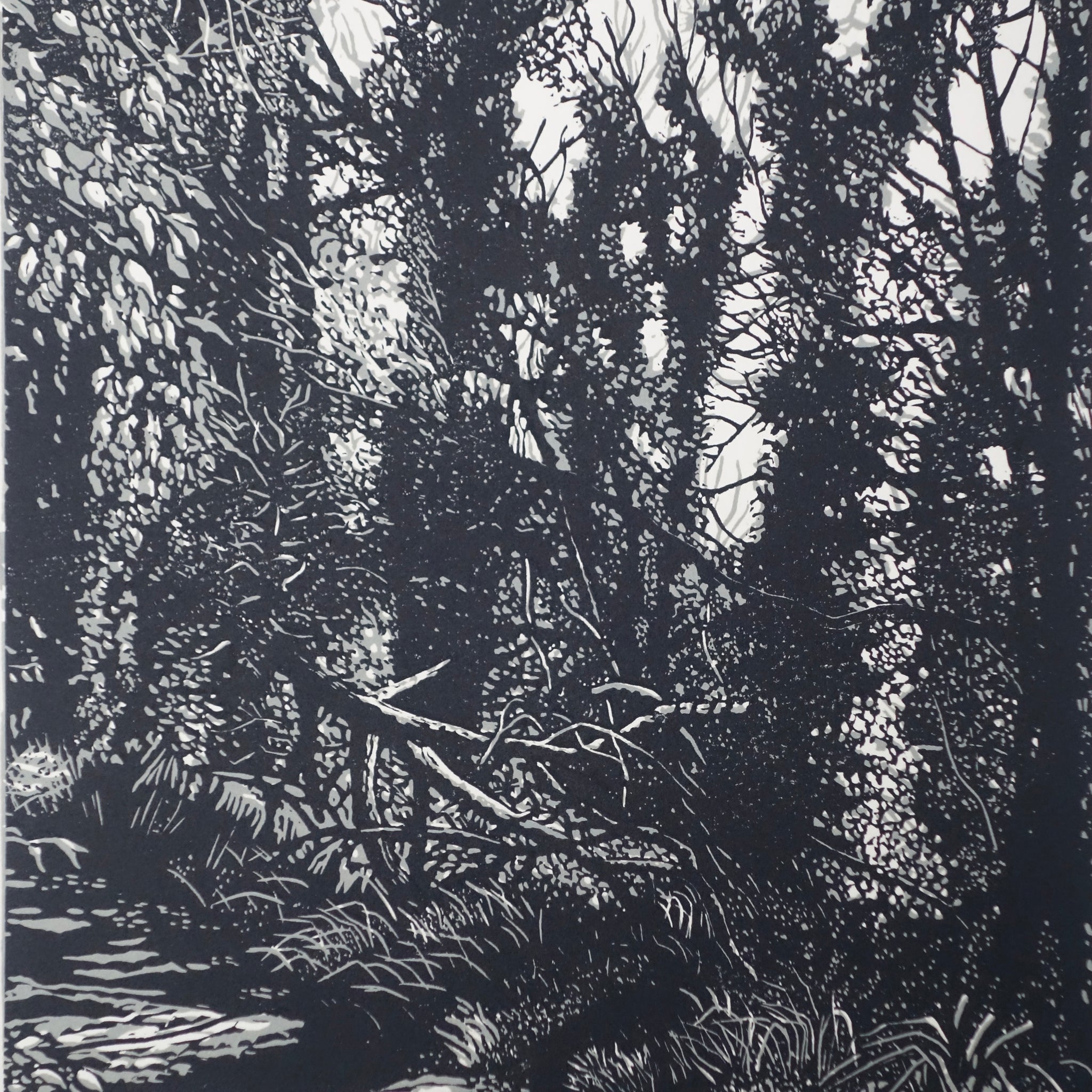 Chris Lawry 'Mallacoota Forest'