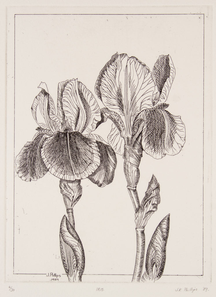 Jenny Phillips 'Iris'