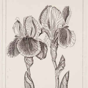 Jenny Phillips 'Iris'