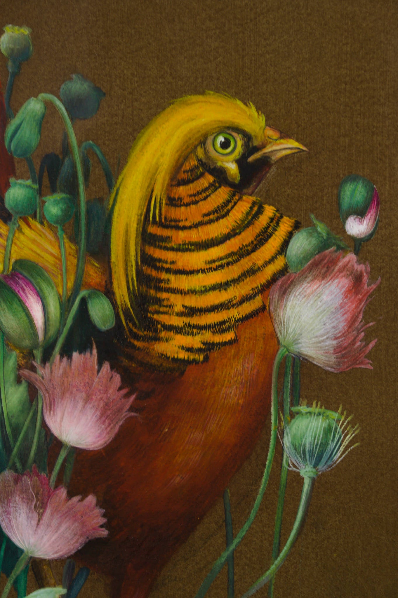 Ninon Phillips 'Golden Pheasant'