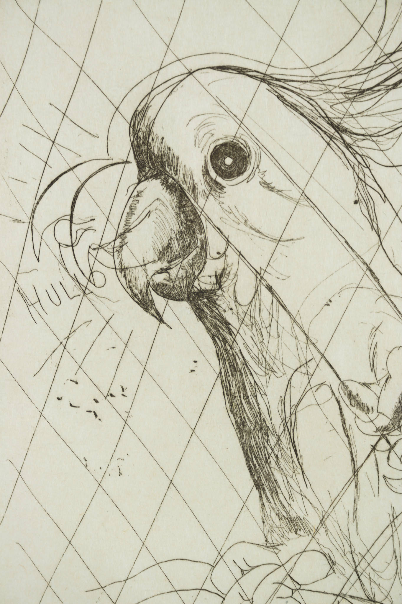 Brett Whiteley 'Hullo (Cockatoo)'