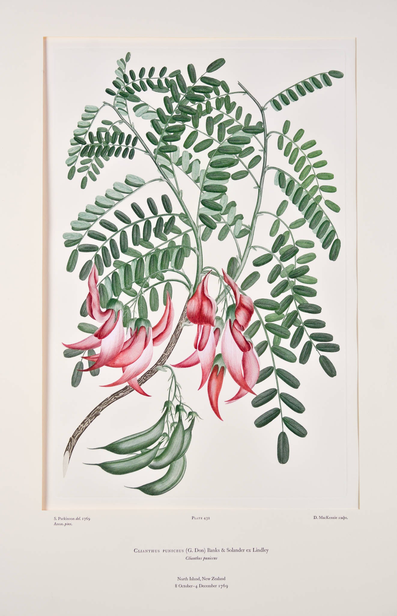 Joseph Banks 'Florilegium Clianthus Puniceus (G.Don) Banks and Solander ex Lindley Plate 432'