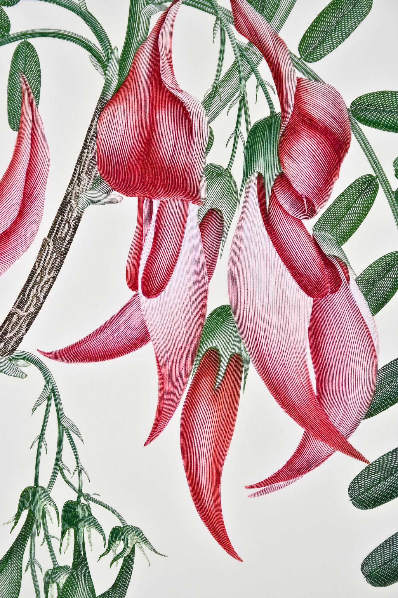 Joseph Banks 'Florilegium Clianthus Puniceus (G.Don) Banks and Solander ex Lindley Plate 432'