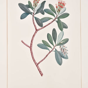 Joseph Banks 'Florilegium, Lumnitzera Littorea (Combretaceae) - Plate 105' (Bottlebrush)