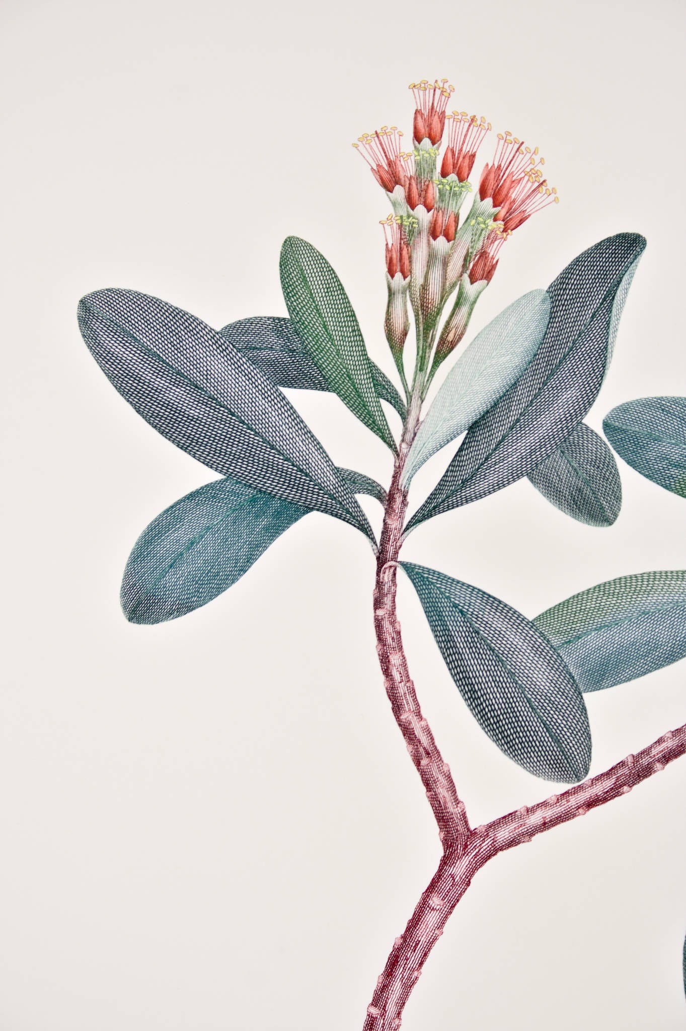 Joseph Banks 'Florilegium, Lumnitzera Littorea (Combretaceae) - Plate 105' (Bottlebrush)