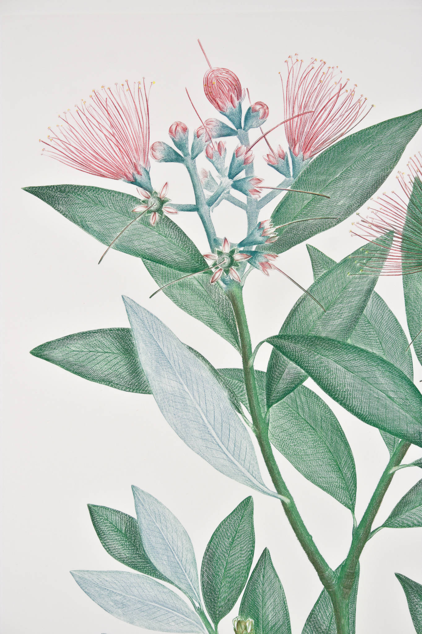 Joseph Banks 'Florilegium Metrosideros Excelsa (Myrtaceae) - Plate 445'