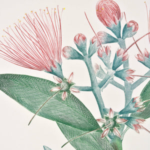 Joseph Banks 'Florilegium Metrosideros Excelsa (Myrtaceae) - Plate 445'