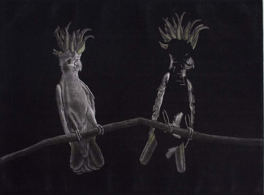 Graeme Peebles 'Australian Parrots Sulphur Crested Cockatoo' - mezzotint on paper