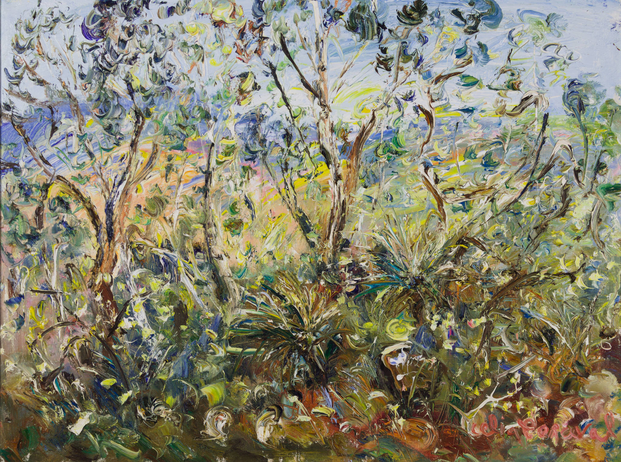 Celia Perceval 'Grass Trees and Wattle in the Sunlight'