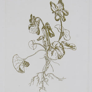 Jenny Phillips 'Pink Violet' - Etching on paper