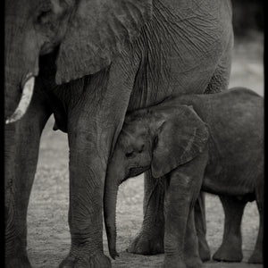 Christopher Rimmer 'Elephant and Calf, Botswana' - Archival pigment print on paper