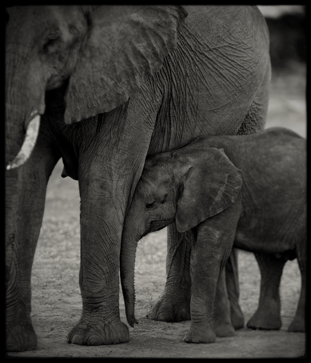 Christopher Rimmer 'Elephant and Calf, Botswana' - Archival pigment pr ...