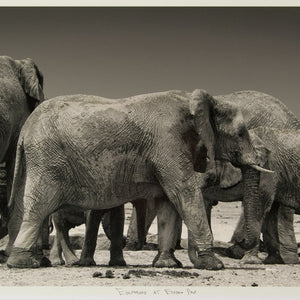 Christopher Rimmer 'Elephants at Etosha Pan' - C type photograph