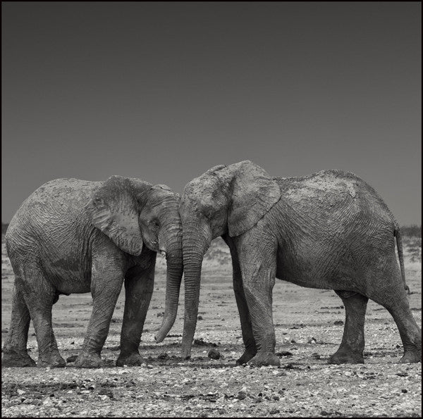 Christopher Rimmer 'Elephants at Etosha No 3 ' - Archival pigment print on paper