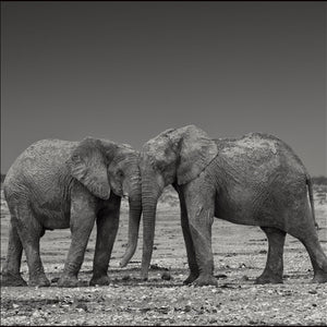 Christopher Rimmer 'Elephants at Etosha No 3 ' - Archival pigment print on paper