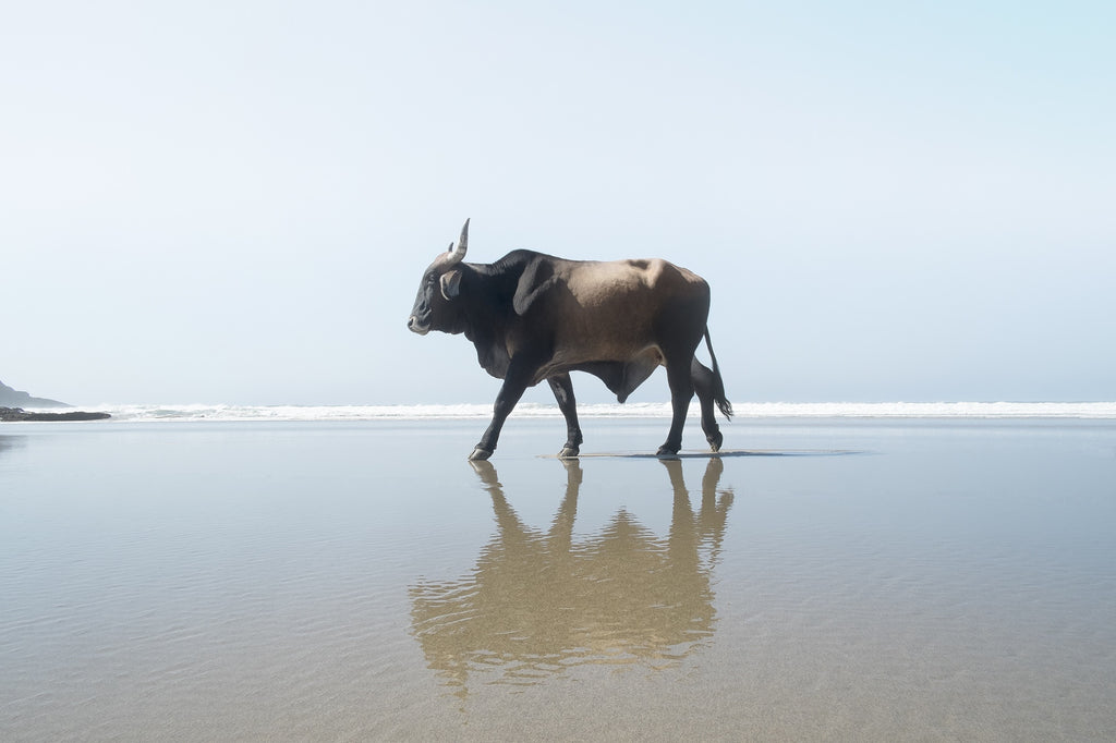 Christopher Rimmer 'Amapondo 17' - pigment print on paper – Art and ...