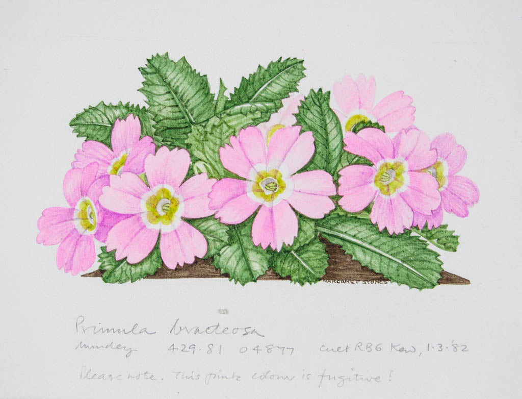 Margaret Stones 'Primula bracteosa'
